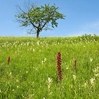 Jedna z nejpestřejších moravských stepí. Jako na jednom z posledních míst jižní Moravy tu roste nádherný hadinec nachový – až 1 m vysoká rostlina s hroznem červených květů.


