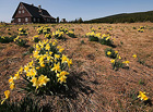 Každý rok začátkem května obklopí Hnojový dům na Jizerce žluté moře květů narcisek. Jsou jich tisíce. Mají různé tvary a odstíny. Mnoho z nich je šlechtěných… Většinu jich tu vysázel známý horolezec Gustav Ginzel.

