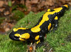 Mlok skvrnitý (Salamandra salamandra).