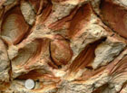 Nejčastější zkamenělinou v Českém Švýcarsku je mlž Inoceramus labiatus.


