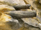 Nejčastější zkamenělinou v Českém Švýcarsku je mlž Inoceramus labiatus.

