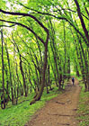 Naučná stezka Děvín - dubohabrový les pod Děvínem.