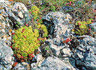Naučná stezka Děvín - hadinec obecný na skalní stepi.