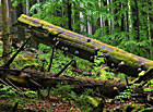 Národní přírodní rezervace Žofínský prales, Novohradské hory.