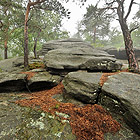 Skalní výchozy s borovicí lesní (Pinus sylvestris).
