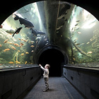 Akvárium obsahuje 130.000 litrů vody a je největším sladkovodním akváriem v ČR. Expozice je zaměřena na tropické sladkovodní ryby Jižní a Střední Ameriky, které proplouvají proskleným podvodním tunelem přímo nad hlavami návštěvníků.

