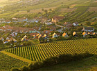 Pálava patří k nejproslulejším vinařským oblastem České republiky.

