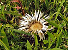 Hořeček český (Gentianella praecox subsp. bohemica).