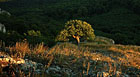 Dub šípák - symbol chráněné krajinné oblasti Pálava.