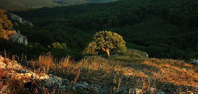 Dub šípák - symbol chráněné krajinné oblasti Pálava