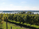 Penzion Usedlost Pod Vinohrady | vinice v okolí.