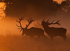 Na území Pohanska byla v roce 1971 zřízena obora zvaná Soutok, jež je určena pro chov jelení, daňčí a černé zvěře. Díky svým jedinečným přírodním podmínkám patří k nejkvalitnějším a největším (cca 4 232 ha) zařízením tohoto druhu v České republice.

