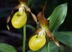 Střevíčník pantoflíček je považován za jednu z našich nejpůsobivějších orchidejí. Ohrožený a chráněný druh!

