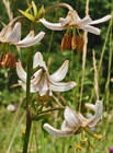 Lilie zlatohlavá (Lilium martagon) - bílá forma.