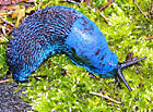 V Bílých Karpatech se lze setkat s modře zbarveným plžem, modrankou karpatskou; modré zbarvení je způsobeno lomem světla, nikoliv barvivem. Modranka je karpatským endemitem – vyskytuje se pouze v oblasti Karpat.

