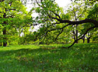 Čertoryjské louky zaujímají rozlohu cca 325 ha a vzbuzují dojem pečlivě opečovávaného anglického parku.

