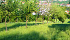 V roce 1991 ZO ČSOP Bílé Karpaty založila v Zahradách pod Hájem na ploše 3 ha genofondový sad, do kterého jsou soustřeďovány staré a místní odrůdy ovocných dřevin – ty mají řadu vlastností, které moderní odrůdy postrádají.

