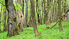 Ve vrcholových partiích Velké Javořiny, nejvyšší hory české strany Bílých Karpat, se dochovaly listnaté lesy pralesovitého  charakteru. Stromy zde dosahují věku až 200 let a vlivem drsného horské klimatu mají bizarní tvary.

