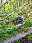 Překonávání spadlého buku v pralese pod Jelencem.