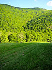 Pohled na lesy Chotuče z naučné stezky Vršatská bradla.