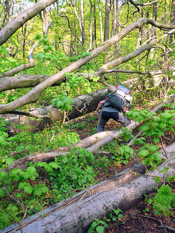 Překonávání spadlého buku v pralese pod Jelencem