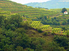 Na jižních svazích v okolí obcí Velké Žernoseky, Žalhostice a Lovosice, se nacházejí rozlehlé vinohrady, které se svojí polohou představují nejsevernější vinařskou oblast u nás. Víno se zde pěstovalo už v keltských dobách.


