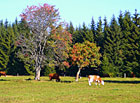 Pastvina na Bučině, Šumava.