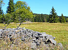 Pastvina s kamennou zídkou pod Bučinou na Šumavě.