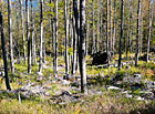 Bukový prales na SV svahu Třístoličníku, Šumava.