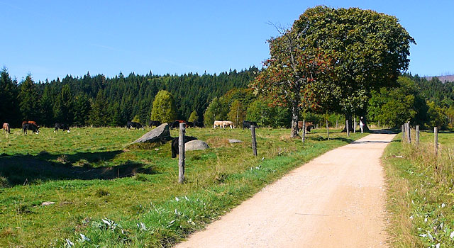 Pastvina v území zaniklé horské osady Knížecí Pláně, Šumava