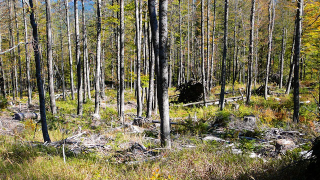 Bukový prales na SV svahu Třístoličníku, Šumava
