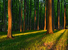 Přírodní park Chřiby – podvečerní bukový les.