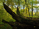 Ranšpurk neboli tzv. Lanžhotský prales je společně s národní přírodní rezervací Cahnov-Soutok nejcennější a nejzachovalejší lužní prales na Pohansku. Území staletých dubů, tlejících kmenů, vyvrácených kořenů, mrtvých ramen a tůní…

