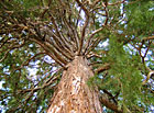 Památný strom sekvojovec obrovský, Chabaně-Břestek | Chřiby.