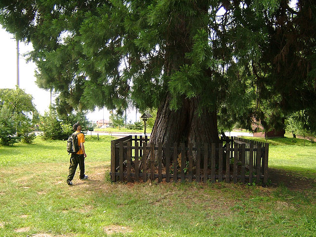 Památný strom sekvojovec obrovský, Chabaně-Břestek | Chřiby