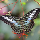 Každoročně na jaře se ve skleníku pořádá výstava živých tropických motýlů. Největší atrakcí jsou ptakokřídleci – největší denní motýli světa. Motýli se dováží z motýlí farmy v anglickém Stratfordu nad Avonou.


