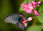 Každoročně na jaře se ve skleníku pořádá výstava živých tropických motýlů. Největší atrakcí jsou ptakokřídleci – největší denní motýli světa. Motýli se dováží z motýlí farmy v anglickém Stratfordu nad Avonou.

