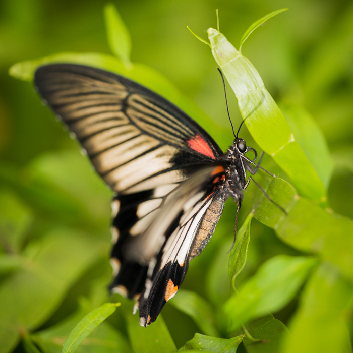 Skleník Fata Morgana | výstava živých tropických motýlů