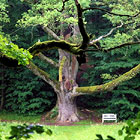 Objímaní památného Stromu svatebčanů, Terčino údolí.