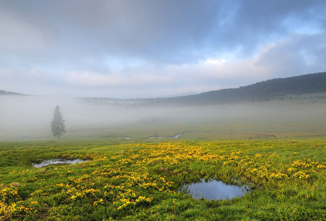 Údolí Křemelné na Šumavě s rozkvetlými blatouchy