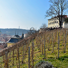 Jedna z nejstarších vinic Čech. Podle legend ji založil sv. Václav už v 10. století, aby se na ní pěstovalo mešní víno pro křesťanské kostely. Je odsud nádherný výhled na Prahu.

