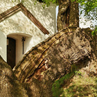 Ústějovská lípa obsadila 3. místo v soutěži Strom roku 2005. V r. 1942 vichřice rozlomila a povalila původní kmen, který je dnes vykotlaný do tvaru koryta.

