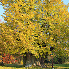 V současnosti (2014) nejmohutnější památný strom v ČR – obvod kmene měří úctyhodných 12,5 m! Věk lípy se odhaduje na 700 až 800 let a do jejího vykotlaného vnitřku se pohodlně vejde velký stůl se 4 židlemi.

