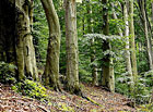 Bukový les v rezervaci Vlčí prameny, Bílé Karpaty.