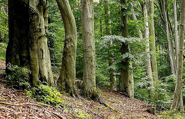 Bukový les v rezervaci Vlčí prameny, Bílé Karpaty