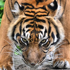Pražská zoologická zahrada byla v r. 2008 ohodnocena časopisem Forbes za 7. nejlepší na světě. Poprvé byla otevřena v r. 1931 s 200 zvířaty, dnes tu najdete více než 600 druhů s téměř 5 000 jedinci.

