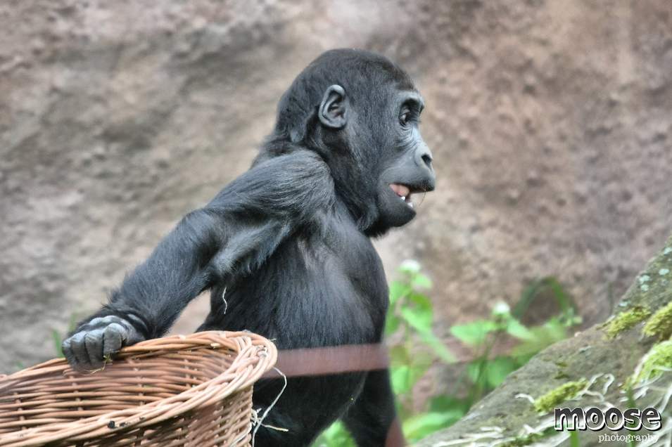 Gorila nížinná | Zoo Praha