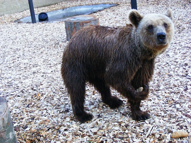 Zoopark Dvorec u Borovan - medvěd brtník