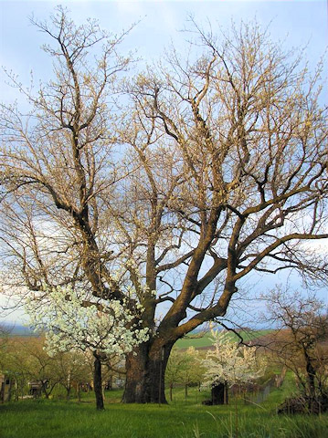 Památný strom Adamcova oskeruše | Žerotín u Radějova