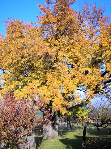 Památný strom Adamcova oskeruše | Žerotín u Radějova